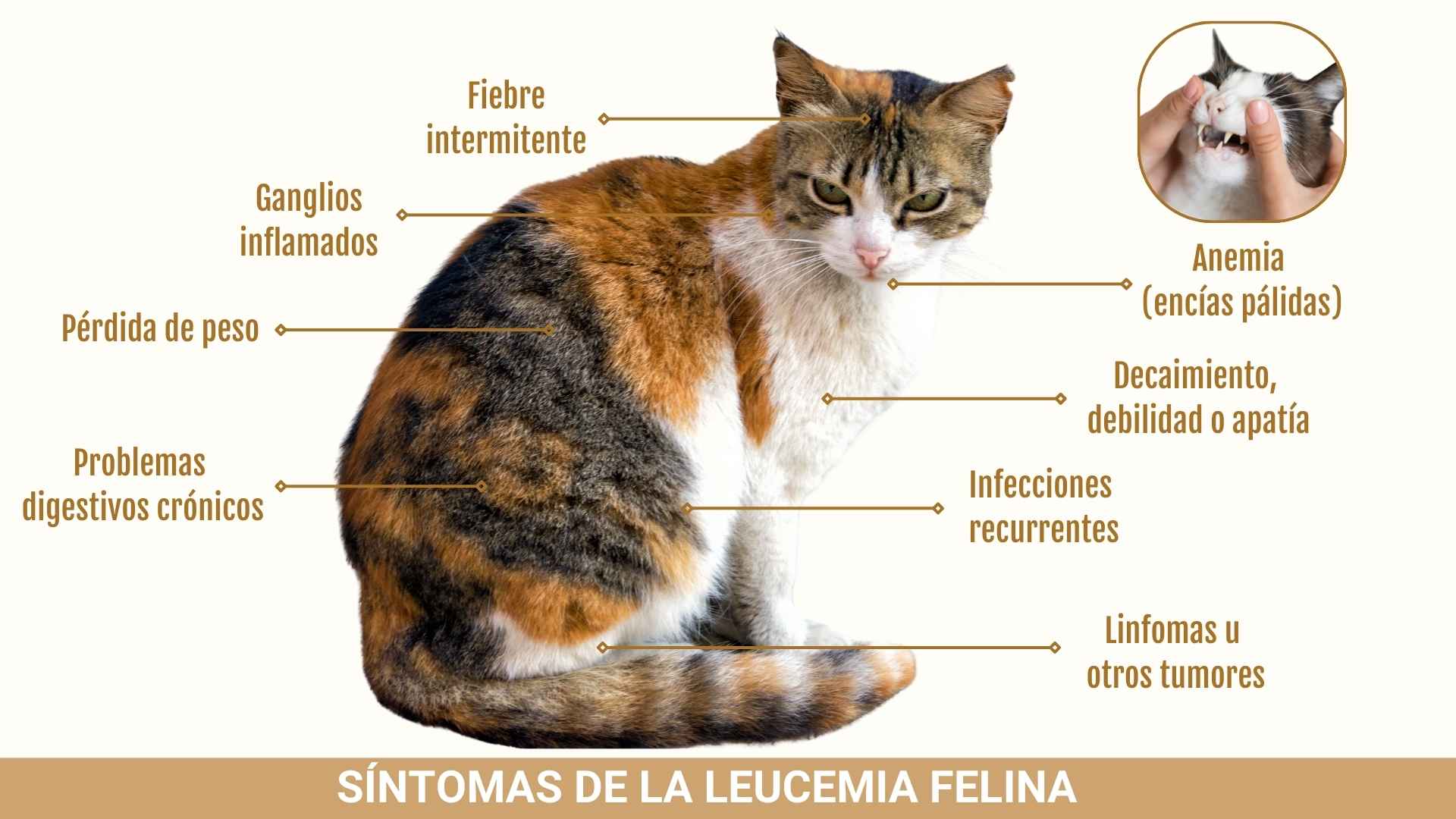 Síntomas de un gato con leucemia